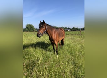 Deutsches Reitpony, Wallach, 16 Jahre, 138 cm, Brauner