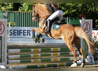 Deutsches Reitpony, Wallach, 16 Jahre, 138 cm, Fuchs