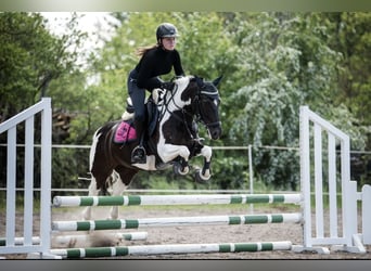 Deutsches Reitpony, Wallach, 16 Jahre, 138 cm, Schecke