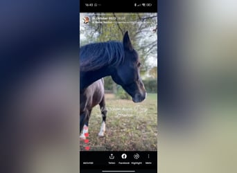 Deutsches Reitpony, Wallach, 16 Jahre, 139 cm, Brauner