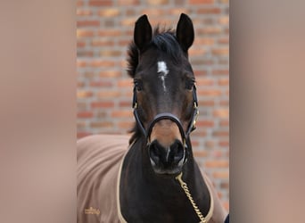 Deutsches Reitpony, Wallach, 16 Jahre, 140 cm, Dunkelbrauner