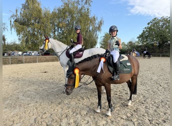 Deutsches Reitpony, Wallach, 16 Jahre, 142 cm, Dunkelbrauner