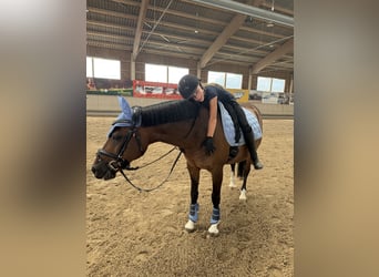 Deutsches Reitpony, Wallach, 16 Jahre, 142 cm, Dunkelbrauner