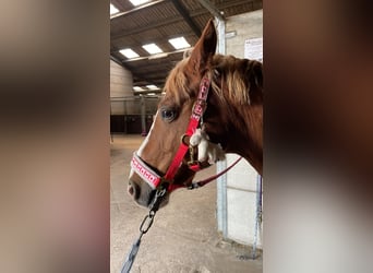 Deutsches Reitpony, Wallach, 16 Jahre, 142 cm, Fuchs