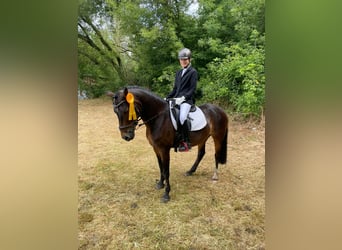 Deutsches Reitpony, Wallach, 16 Jahre, 143 cm