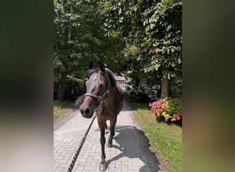 Deutsches Reitpony, Wallach, 16 Jahre, 144 cm, Brauner