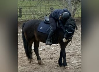 Deutsches Reitpony, Wallach, 16 Jahre, 145 cm