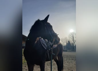 Deutsches Reitpony, Wallach, 16 Jahre, 145 cm, Dunkelbrauner