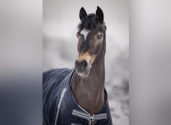 Deutsches Reitpony, Wallach, 16 Jahre, 145 cm, Falbe