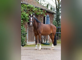 Deutsches Reitpony, Wallach, 16 Jahre, 146 cm, Brauner