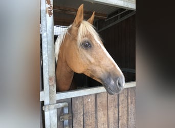 Deutsches Reitpony, Wallach, 16 Jahre, 146 cm, Palomino
