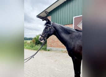 Deutsches Reitpony, Wallach, 16 Jahre, 146 cm, Rappe