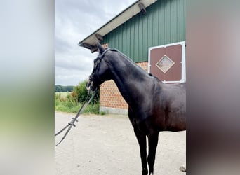 Deutsches Reitpony, Wallach, 16 Jahre, 146 cm, Rappe