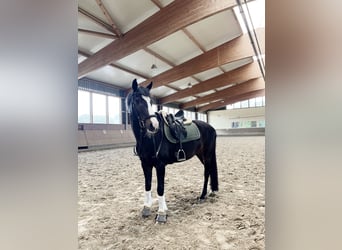 Deutsches Reitpony, Wallach, 16 Jahre, 146 cm, Rappe