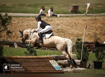 Deutsches Reitpony, Wallach, 16 Jahre, 147 cm, Palomino