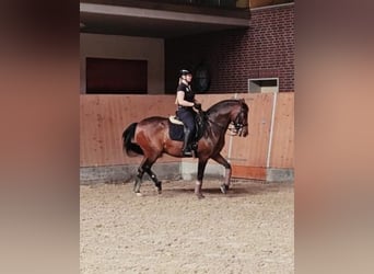 Deutsches Reitpony, Wallach, 16 Jahre, 148 cm, Brauner