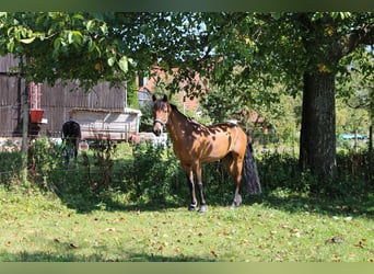 Deutsches Reitpony, Wallach, 16 Jahre, 148 cm, Brauner