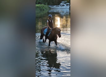 Deutsches Reitpony, Wallach, 16 Jahre, 148 cm, Brauner