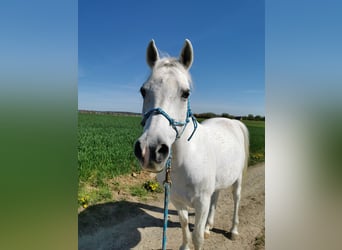 Deutsches Reitpony, Wallach, 16 Jahre, 148 cm, Fliegenschimmel