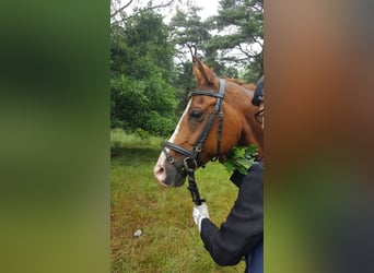 Deutsches Reitpony, Wallach, 16 Jahre, 148 cm, Fuchs