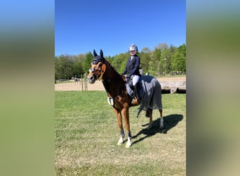 Deutsches Reitpony, Wallach, 16 Jahre, 148 cm, Fuchs