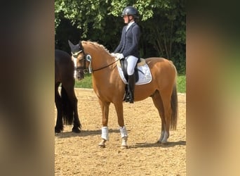 Deutsches Reitpony, Wallach, 16 Jahre, 148 cm, Palomino
