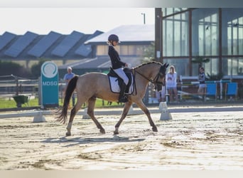 Deutsches Reitpony, Wallach, 16 Jahre, 148 cm, Palomino