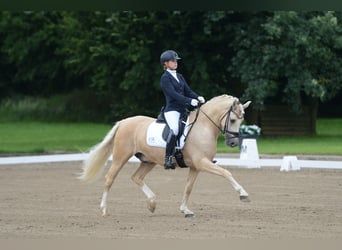 Deutsches Reitpony, Wallach, 16 Jahre, 149 cm, Palomino