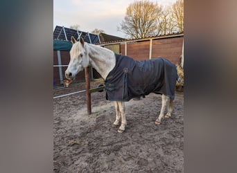 Deutsches Reitpony, Wallach, 16 Jahre, 152 cm, Schimmel