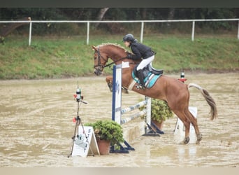 Deutsches Reitpony, Wallach, 16 Jahre, 153 cm, Fuchs