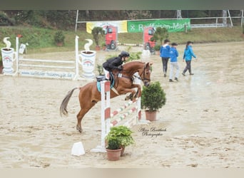 Deutsches Reitpony, Wallach, 16 Jahre, 153 cm, Fuchs