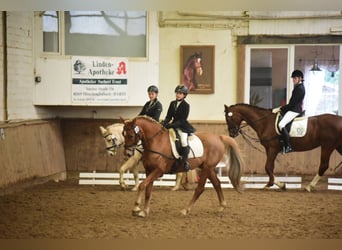 Deutsches Reitpony, Wallach, 16 Jahre, 153 cm, Fuchs