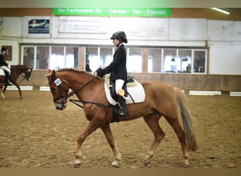 Deutsches Reitpony, Wallach, 16 Jahre, 153 cm, Fuchs