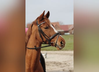 Deutsches Reitpony, Wallach, 16 Jahre, 153 cm, Fuchs