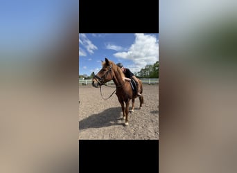 Deutsches Reitpony Mix, Wallach, 16 Jahre, 155 cm, Fuchs