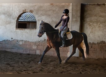 Deutsches Reitpony Mix, Wallach, 16 Jahre, 160 cm, Brauner