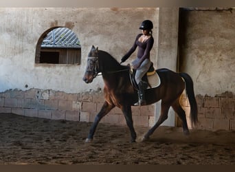 Deutsches Reitpony Mix, Wallach, 16 Jahre, 160 cm, Dunkelbrauner