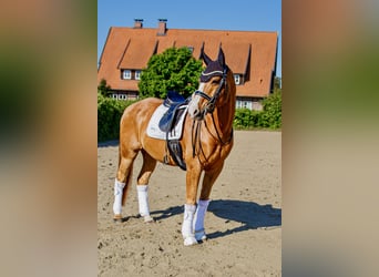 Deutsches Reitpony, Wallach, 16 Jahre, 164 cm, Fuchs