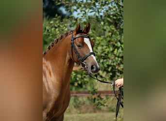 Deutsches Reitpony, Wallach, 17 Jahre, 133 cm, Fuchs