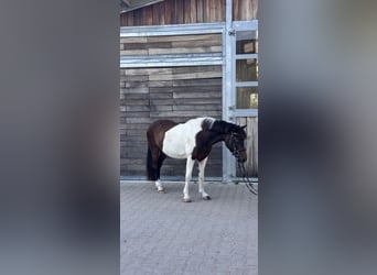 Deutsches Reitpony, Wallach, 17 Jahre, 140 cm, Schecke