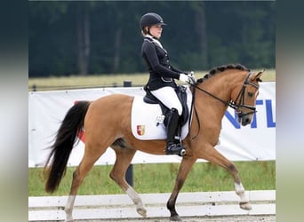 Deutsches Reitpony, Wallach, 17 Jahre, 143 cm, Falbe