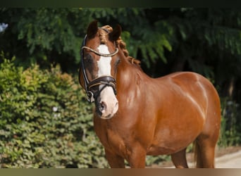 Deutsches Reitpony, Wallach, 17 Jahre, 145 cm, Dunkelfuchs
