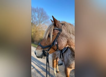 Deutsches Reitpony, Wallach, 17 Jahre, 145 cm, Rotschimmel