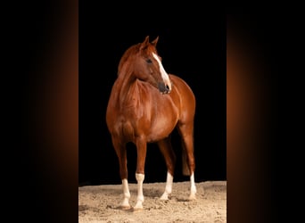Deutsches Reitpony, Wallach, 17 Jahre, 146 cm, Fuchs