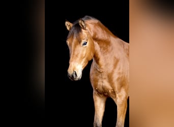 Deutsches Reitpony, Wallach, 17 Jahre, 148 cm, Brauner