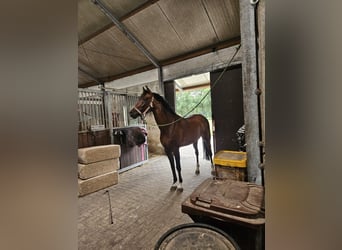 Deutsches Reitpony, Wallach, 17 Jahre, 148 cm, Brauner