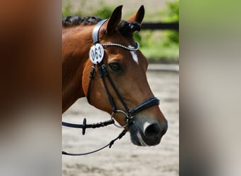Deutsches Reitpony, Wallach, 17 Jahre, 148 cm, Brauner