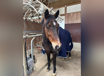 Deutsches Reitpony, Wallach, 17 Jahre, 148 cm, Brauner