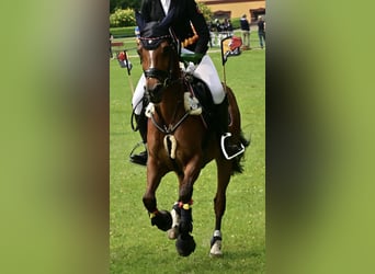 Deutsches Reitpony, Wallach, 17 Jahre, 148 cm, Brauner