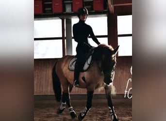 Deutsches Reitpony Mix, Wallach, 17 Jahre, 148 cm, Cremello